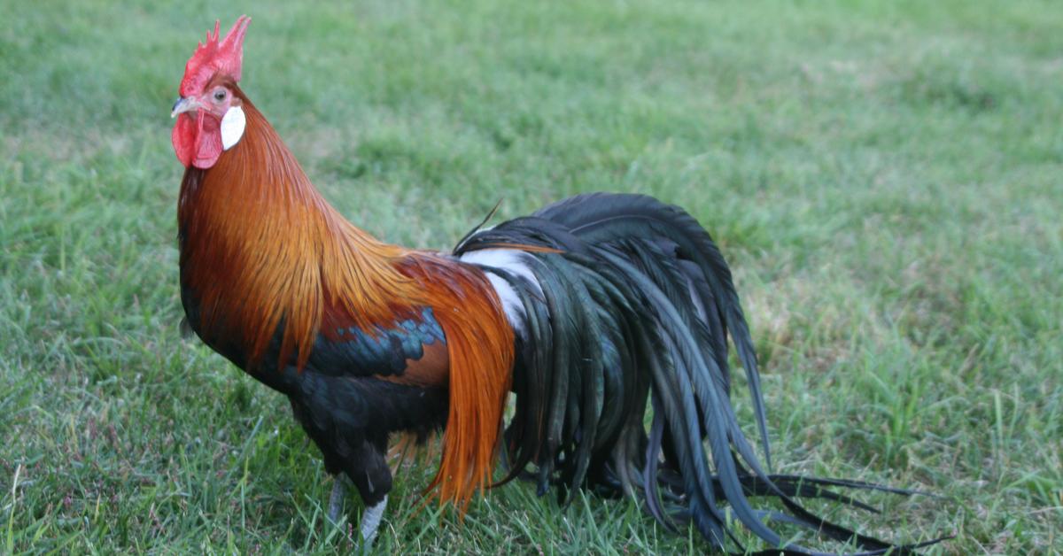 Graceful Phoenix Chicken, a creature with the scientific name Gallus gallus.