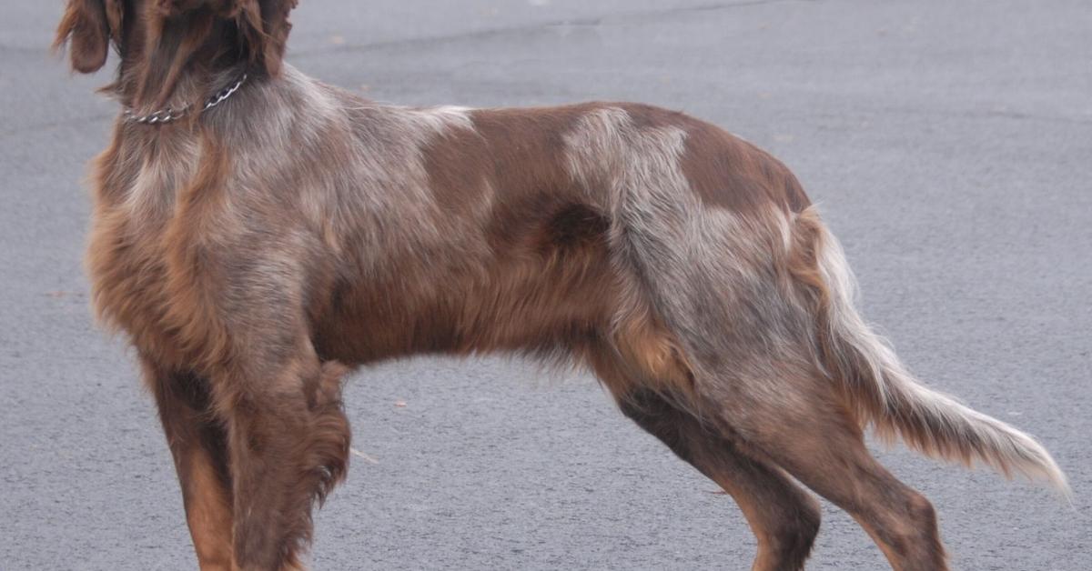 Elegant Picardy Spaniel in its natural habitat, called Spaniel Picardy in Indonesia.