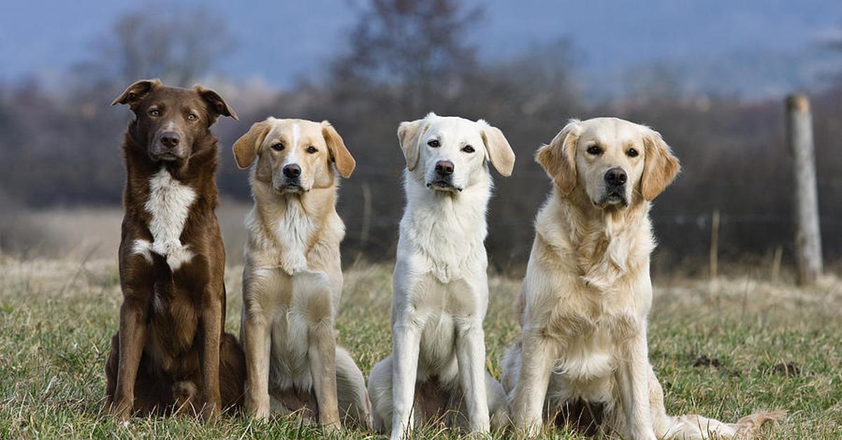 Photograph of the unique Picardy Spaniel, known scientifically as Canis familiaris.