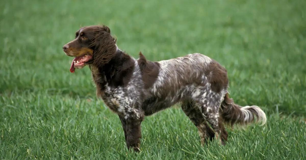 Unique portrayal of the Picardy Spaniel, also called Spaniel Picardy in Bahasa Indonesia.