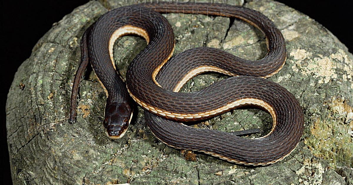 Detailed shot of the Queen Snake, or Regina, in its natural setting.