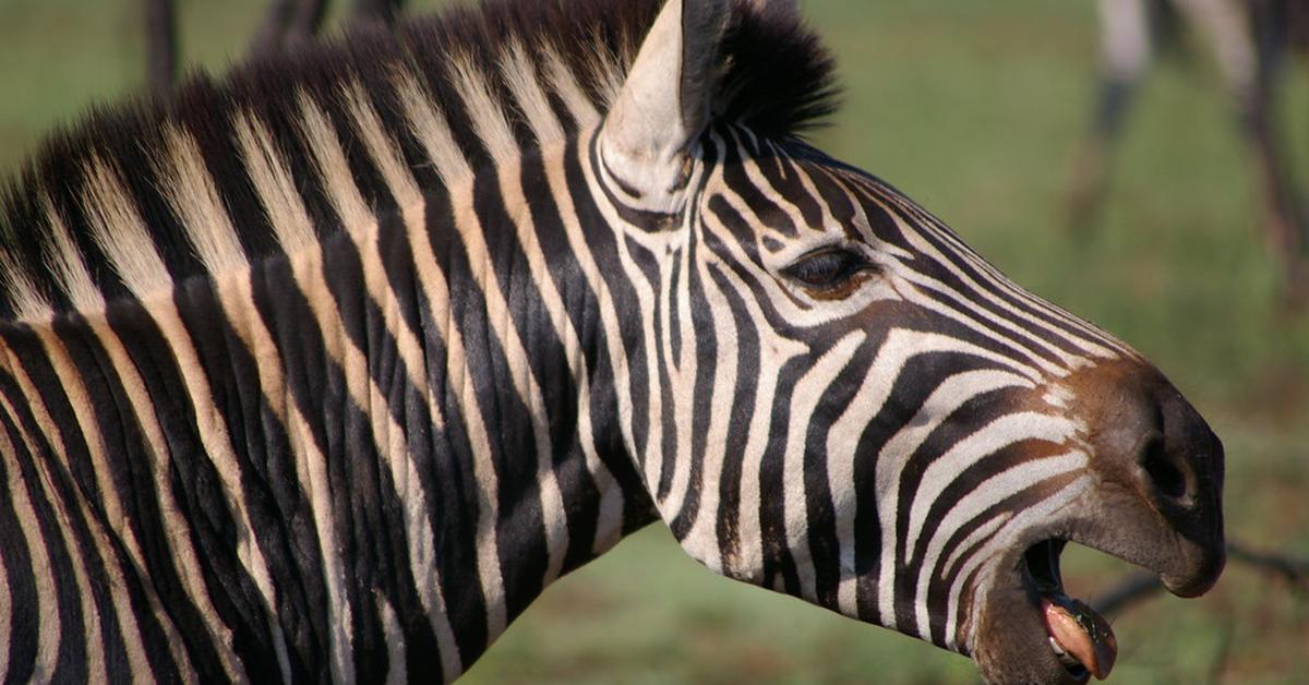 Captivating shot of the Quagga, or Kwagga in Bahasa Indonesia.