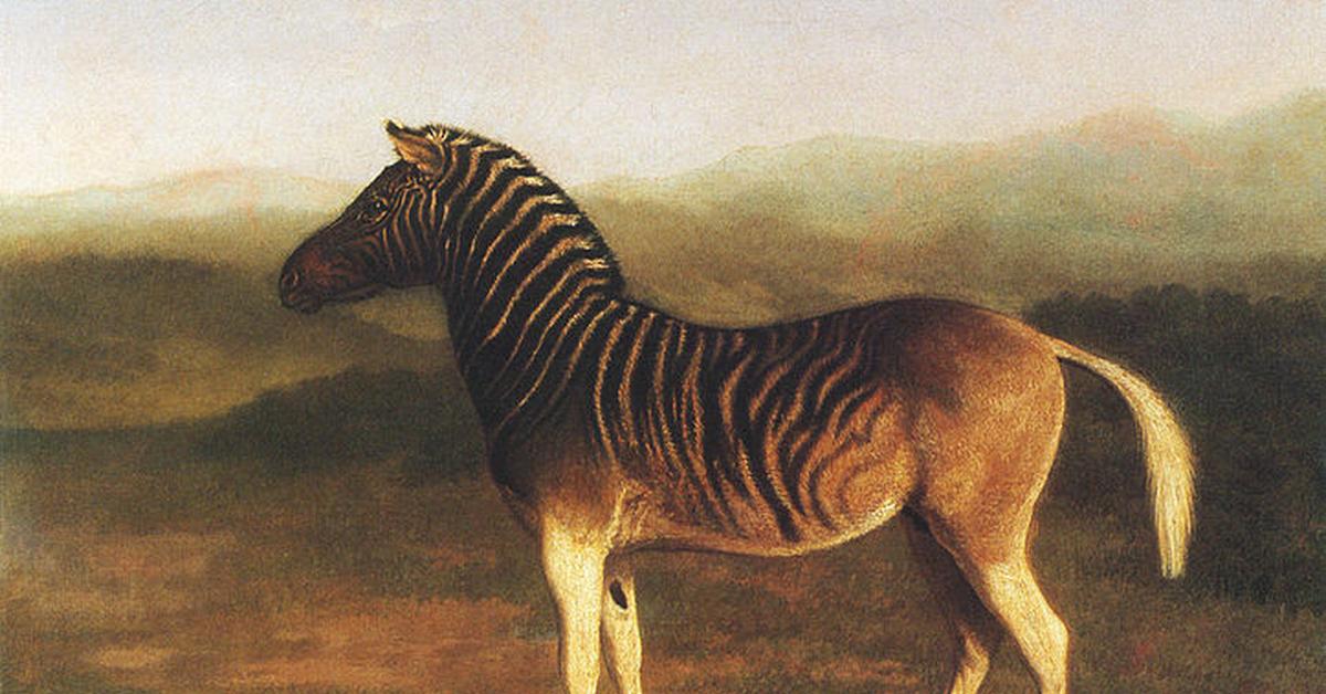 Visual representation of the Quagga, recognized in Indonesia as Kwagga.