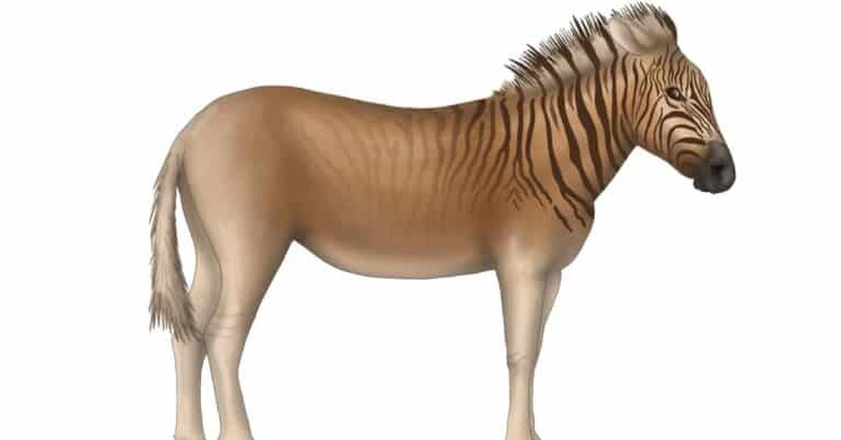 Unique portrayal of the Quagga, also called Kwagga in Bahasa Indonesia.