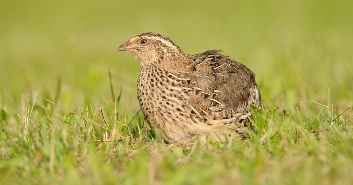 The fascinating Quail, scientifically known as Coturnix Coturnix.