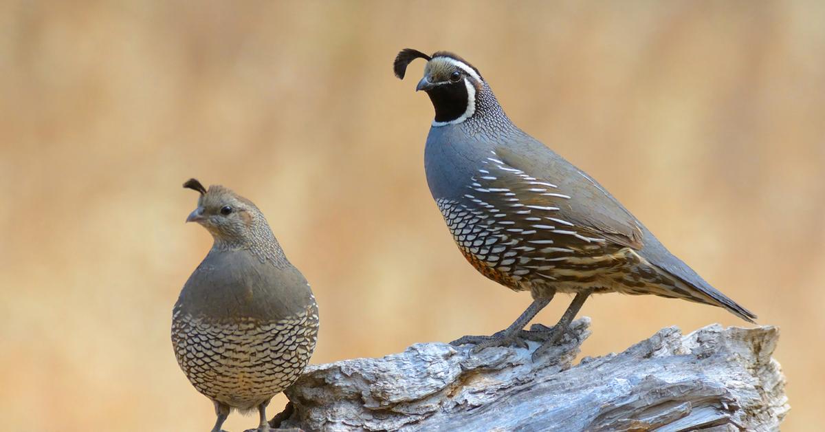 Captivating presence of the Quail, a species called Coturnix Coturnix.