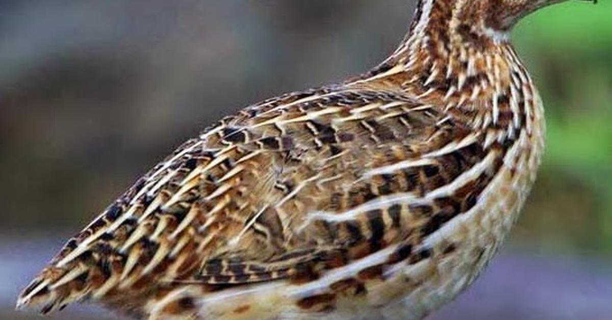 Visual of Quail, or Puyuh in Indonesian, showcasing its beauty.