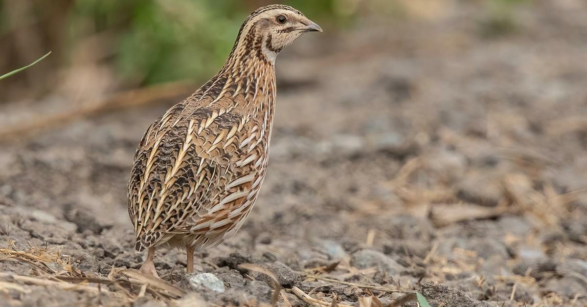 Captivating view of the Quail, known in Bahasa Indonesia as Puyuh.