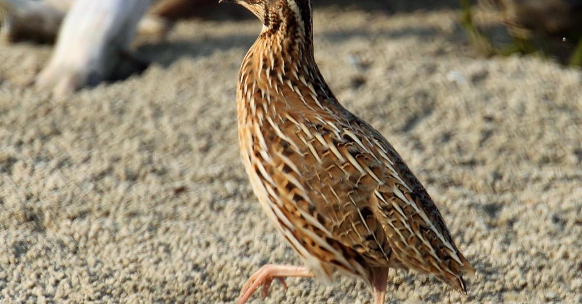 The Quail, a beautiful species also known as Puyuh in Bahasa Indonesia.