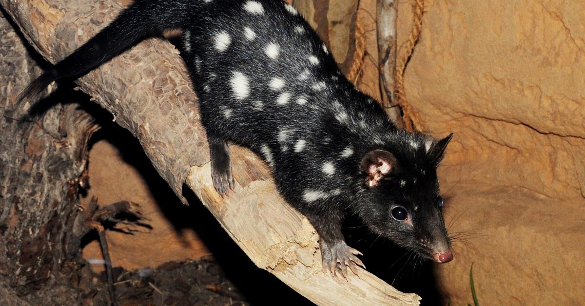 Portrait of a Quoll, a creature known scientifically as Dasyurus Viverrinus.