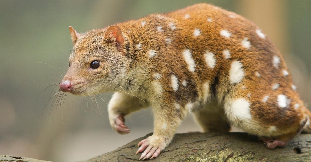 Close encounter with the Quoll, scientifically called Dasyurus Viverrinus.