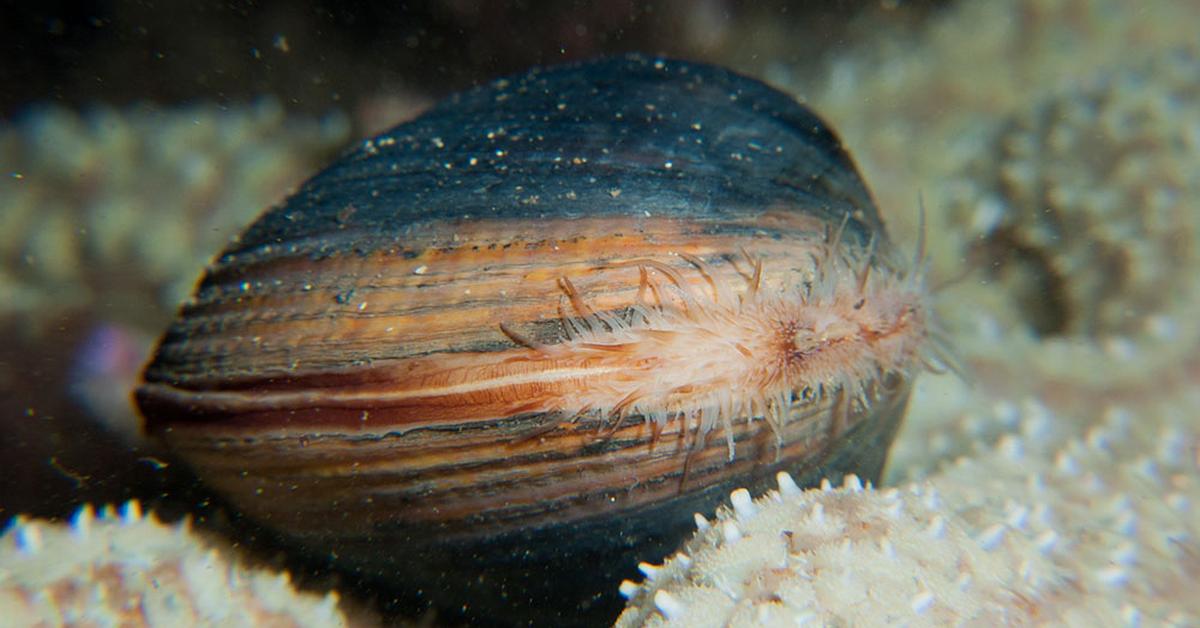 Stunning depiction of Quahog Clam, also referred to as Mercenaria mercenaria.