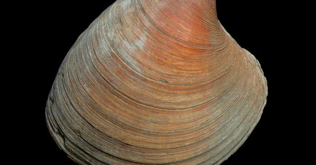 Captured elegance of the Quahog Clam, known in Indonesia as Kerang Quahog.