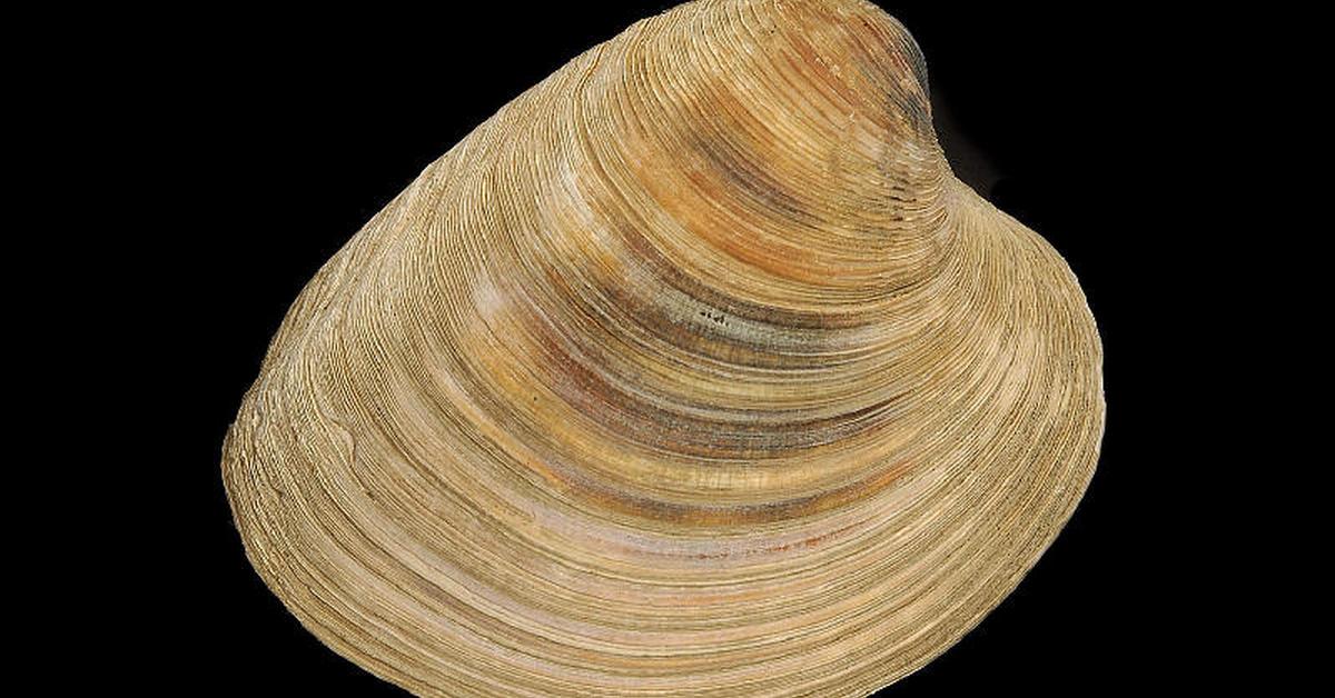 Glimpse of the Quahog Clam, known in the scientific community as Mercenaria mercenaria.