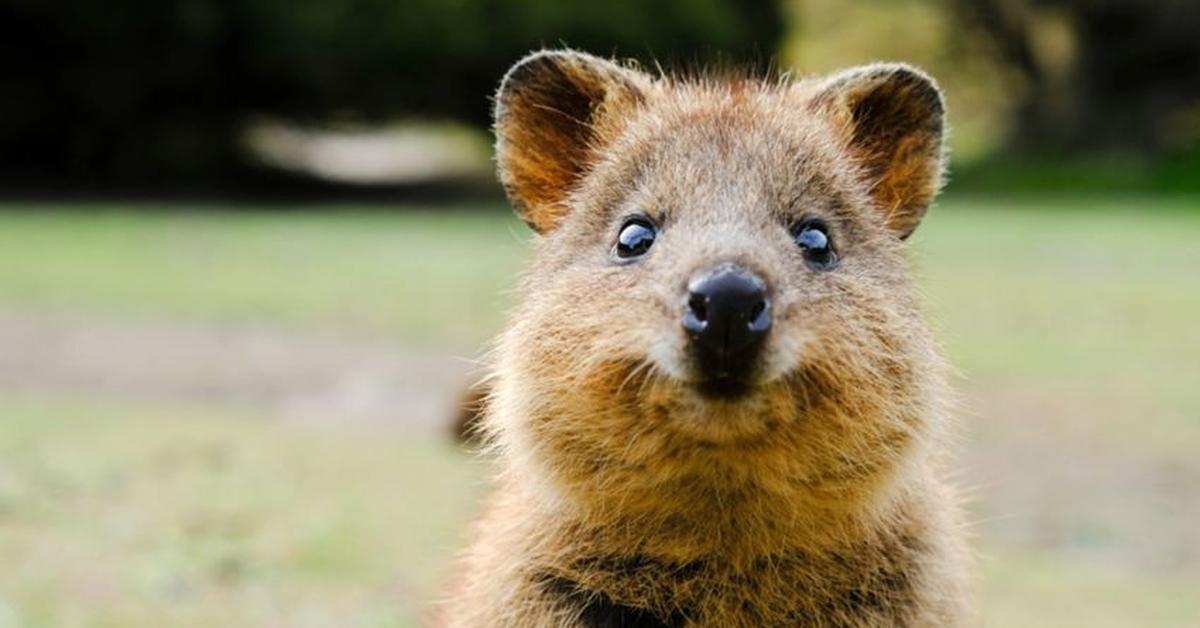 Elegant portrayal of the Quokka, also known as Setonix brachyurus.