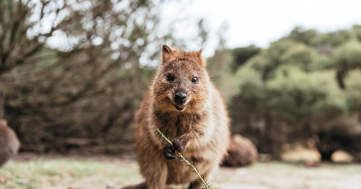 Exquisite image of Quokka, in Indonesia known as Kwoka.