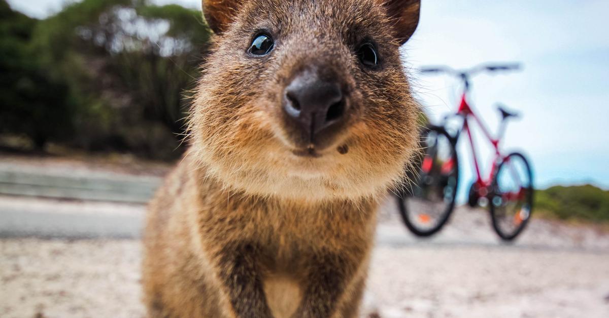 Elegant Quokka in its natural habitat, called Kwoka in Indonesia.