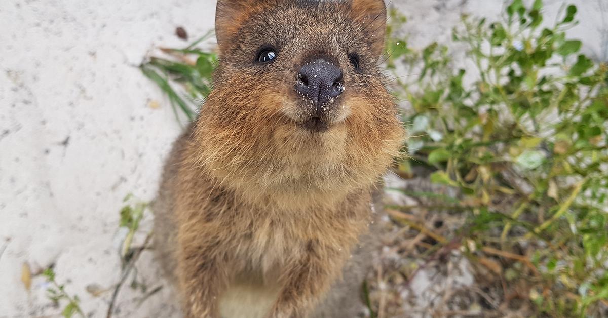 Stunning depiction of Quokka, also referred to as Setonix brachyurus.