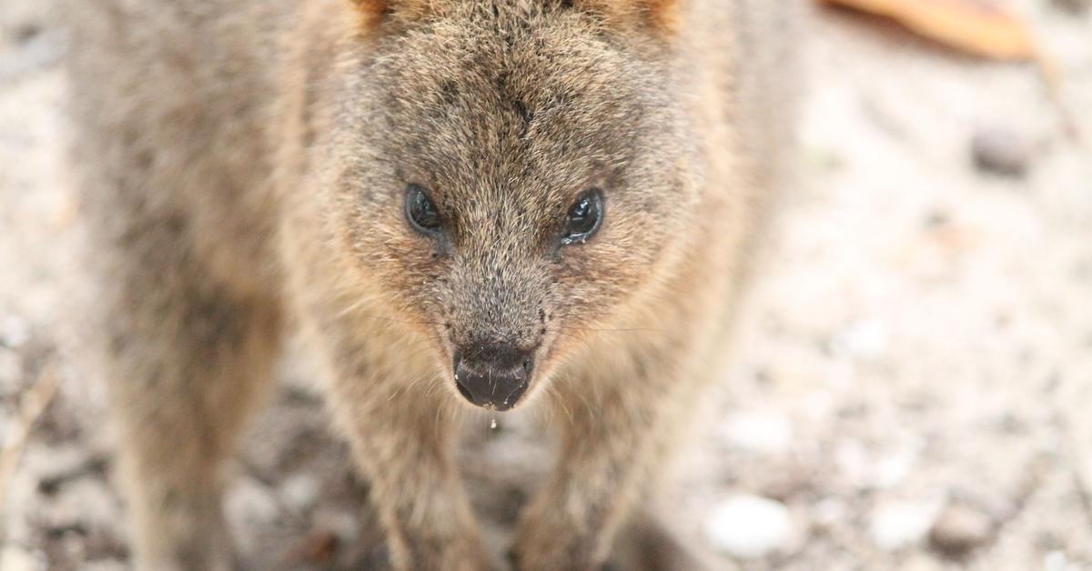 Unique portrayal of the Quokka, also called Kwoka in Bahasa Indonesia.