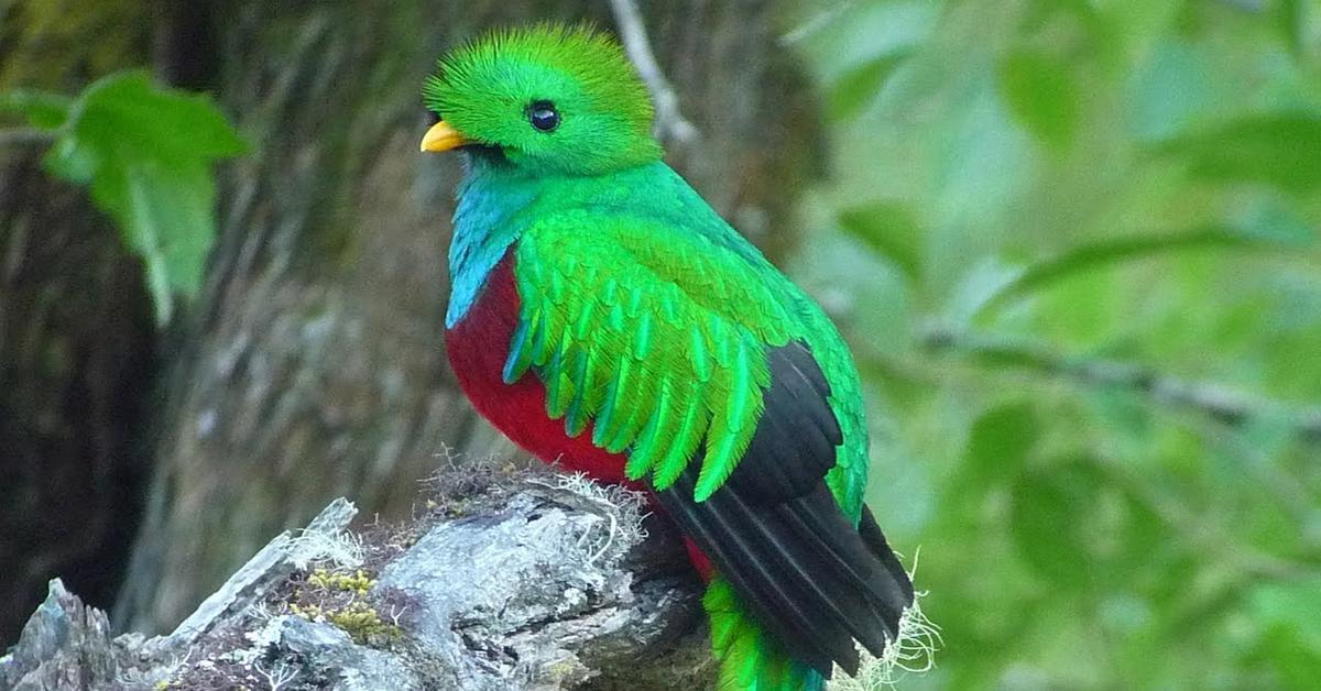 The Quetzal, an example of Pharomachrus, in its natural environment.