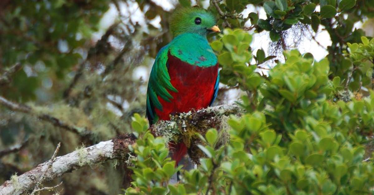 Visual representation of the Quetzal, recognized in Indonesia as Kuetsal.