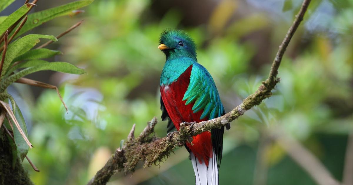 Splendid image of the Quetzal, with the scientific name Pharomachrus.