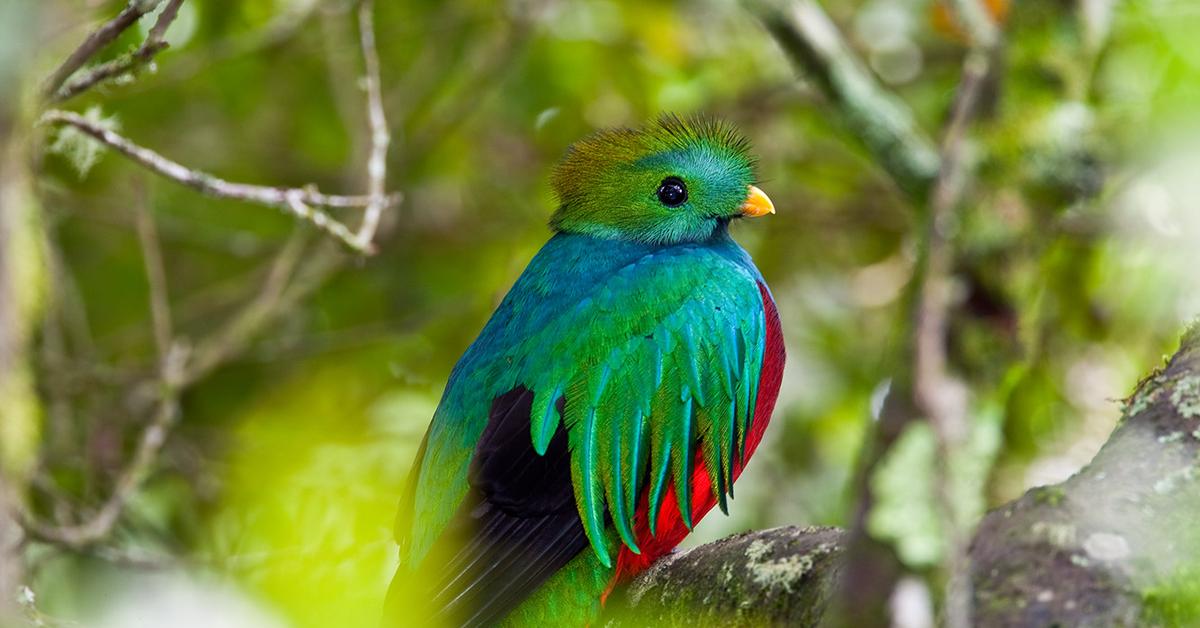 Graceful Quetzal, a creature with the scientific name Pharomachrus.