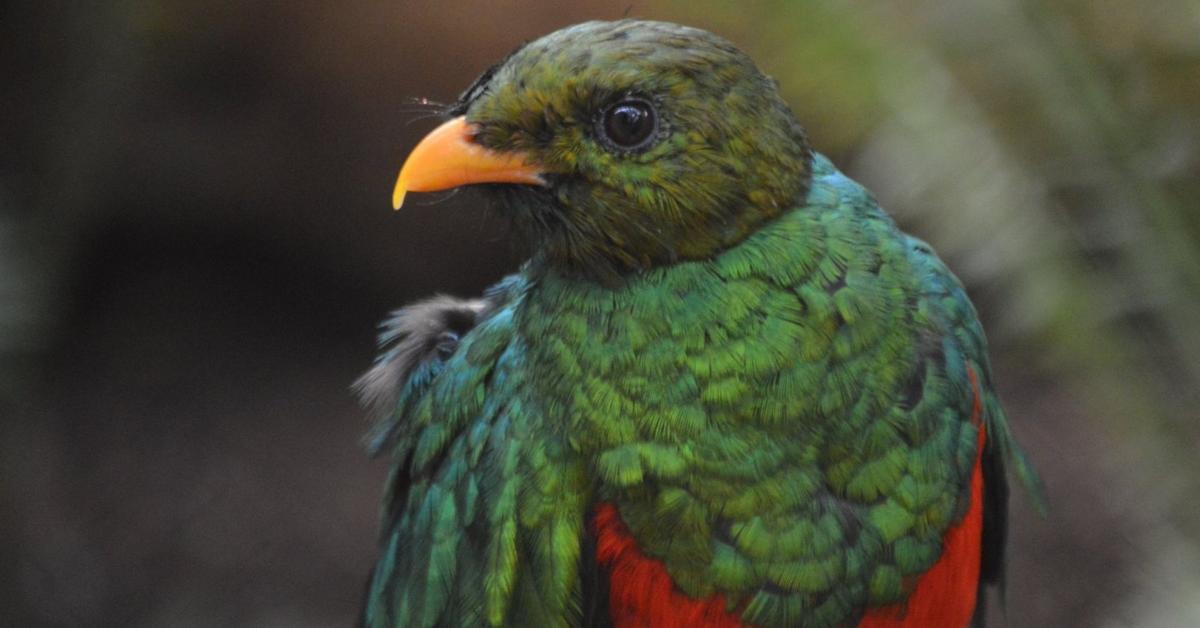 Enchanting Quetzal, a species scientifically known as Pharomachrus.