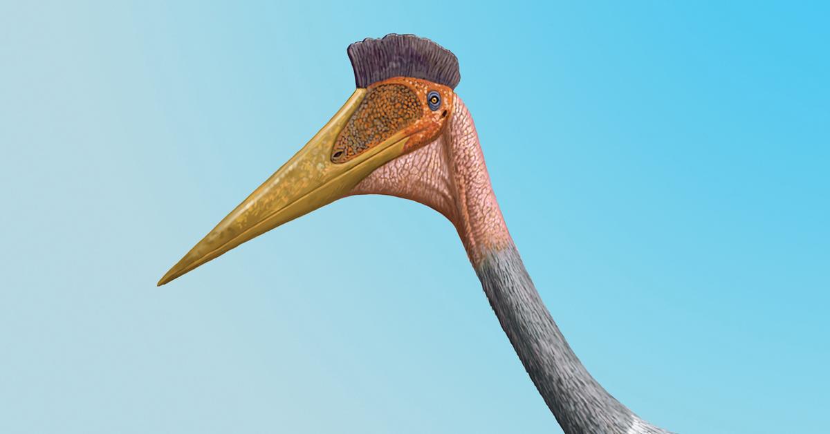 Dynamic image of the Quetzalcoatlus Northropi, popularly known in Indonesia as Quetzalcoatlus Northropi.