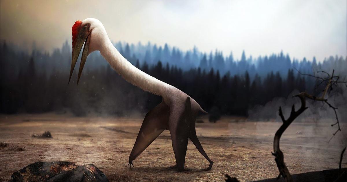 Distinctive Quetzalcoatlus Northropi, in Indonesia known as Quetzalcoatlus Northropi, captured in this image.