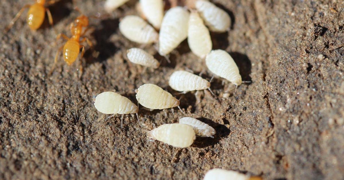 Elegant Root Aphids in its natural habitat, called Kutu Akar in Indonesia.