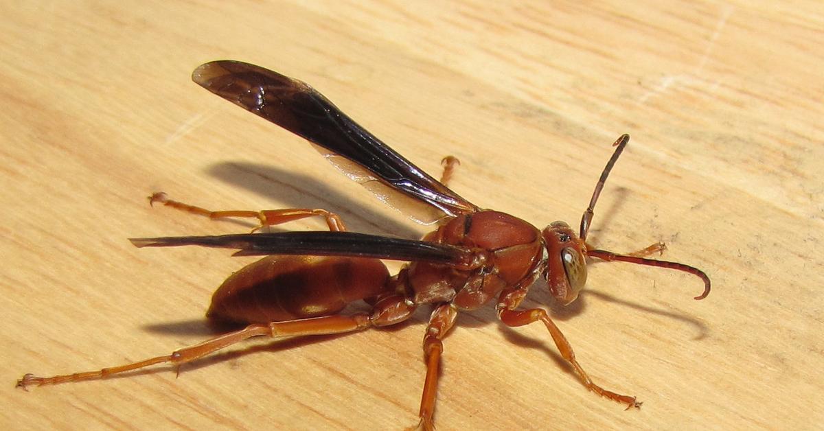 The Red Paper Wasp, a species known as Polistes carolina, in its natural splendor.