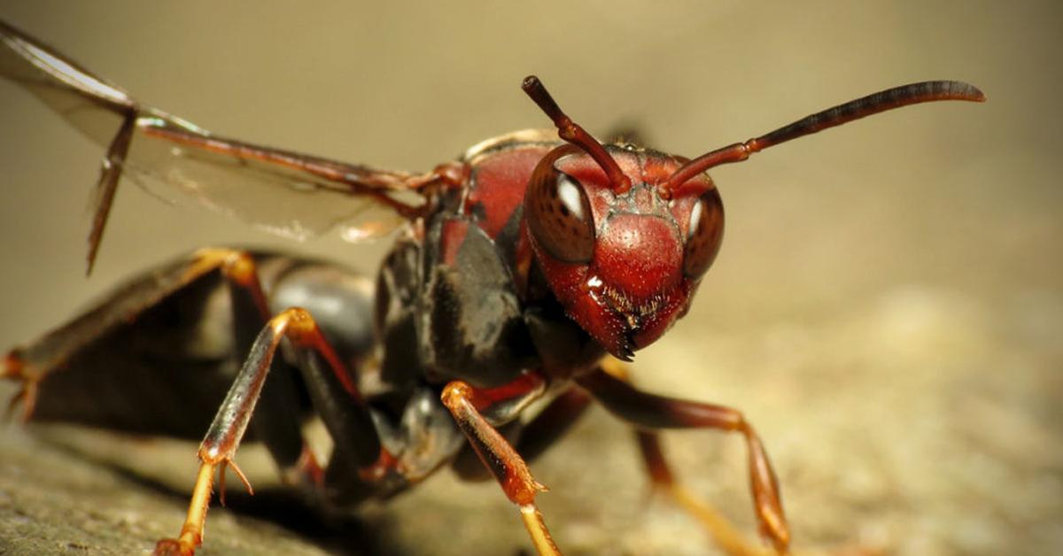 The majestic Red Paper Wasp, also called Tawon Kertas Merah in Indonesia, in its glory.