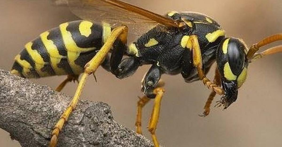 Photograph of the unique Red Paper Wasp, known scientifically as Polistes carolina.