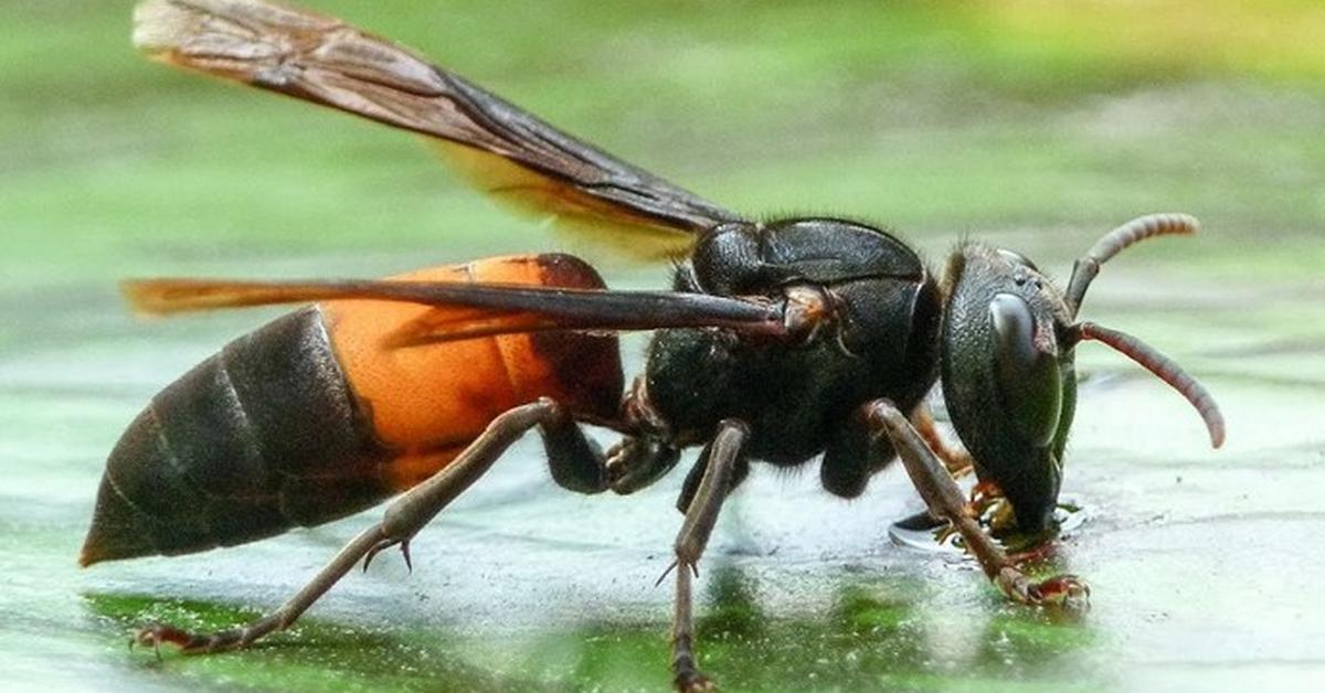 Enchanting Red Paper Wasp, a species scientifically known as Polistes carolina.