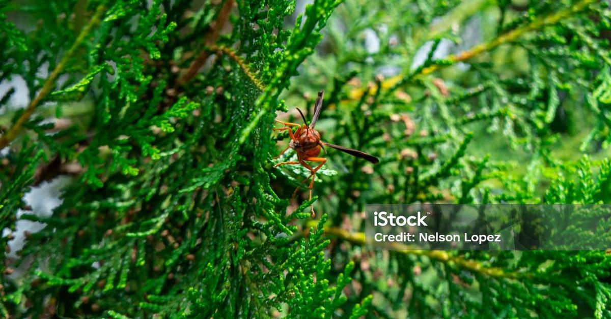 Glimpse of the Red Paper Wasp, known in the scientific community as Polistes carolina.