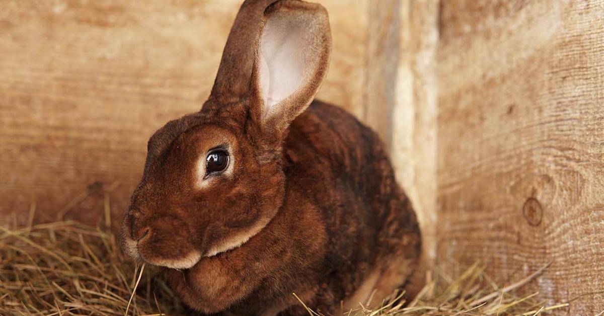 Stunning depiction of Rex Rabbit, also referred to as Oryctolagus Cuniculus.