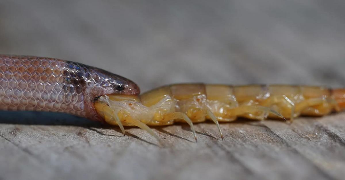 Insightful look at the Rim Rock Crowned Snake, known to Indonesians as Ular Mahkota Rim Rock.