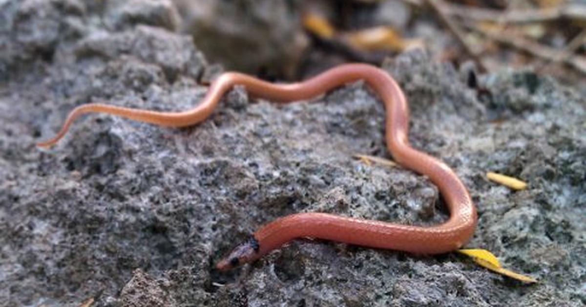 Vivid image of the Rim Rock Crowned Snake, or Ular Mahkota Rim Rock in Indonesian context.