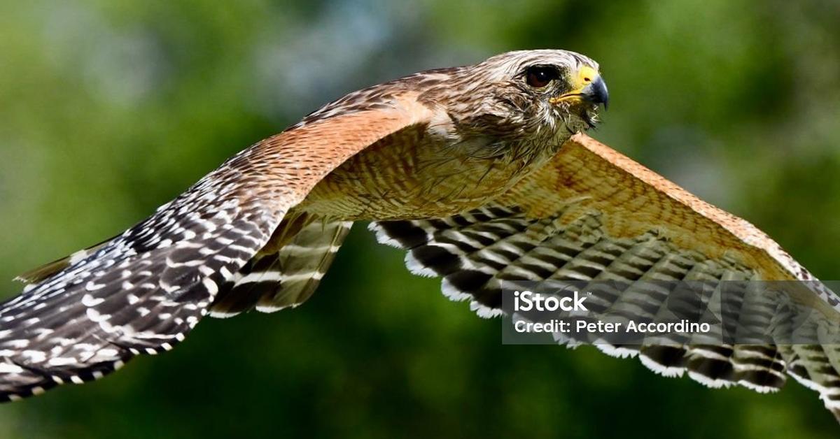 Elegant portrayal of the Red-Shouldered Hawk, also known as B. lineatus.