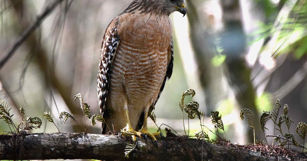 Close encounter with the Red-Shouldered Hawk, scientifically called B. lineatus.