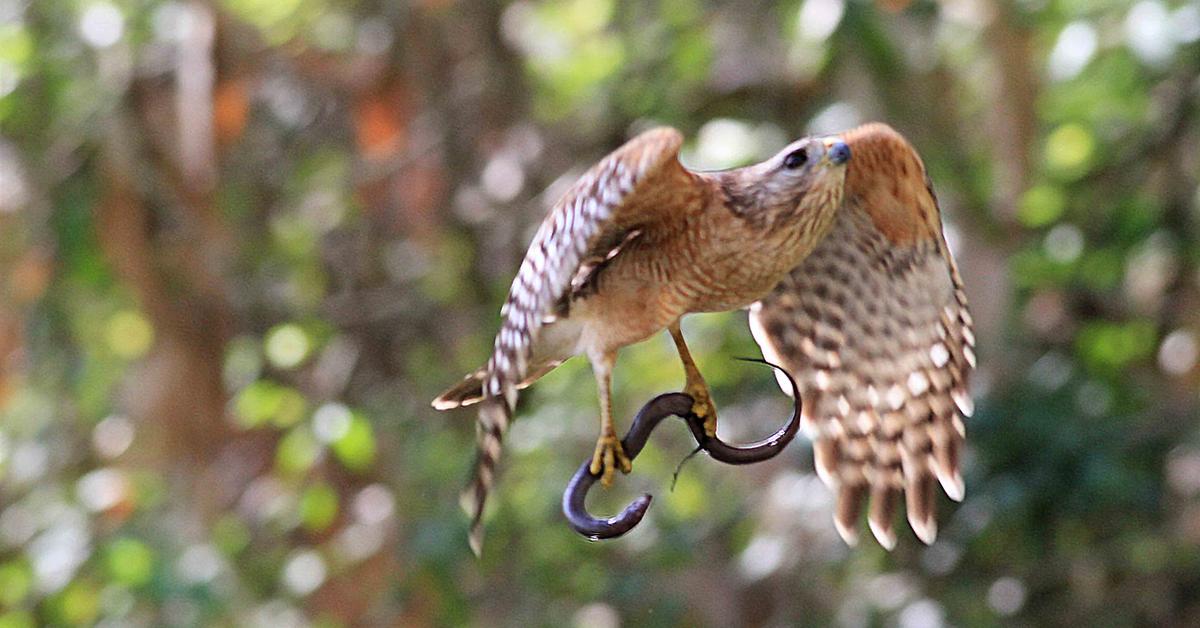 Close encounter with the Red-Shouldered Hawk, scientifically called B. lineatus.