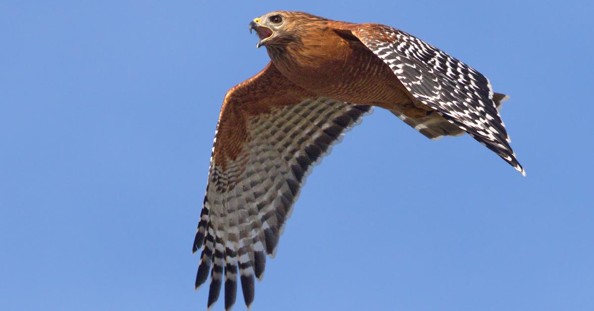 Charming view of the Red-Shouldered Hawk, in Indonesia referred to as Elang Bahu Merah.