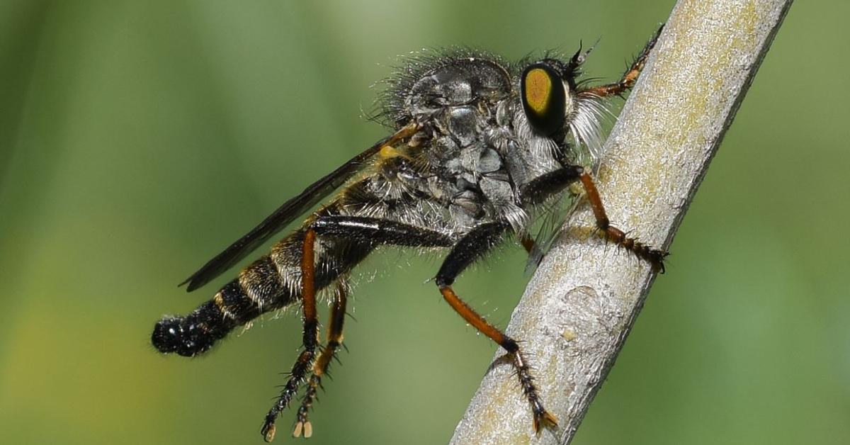 Natural elegance of the Robber Flies, scientifically termed Asilidae.