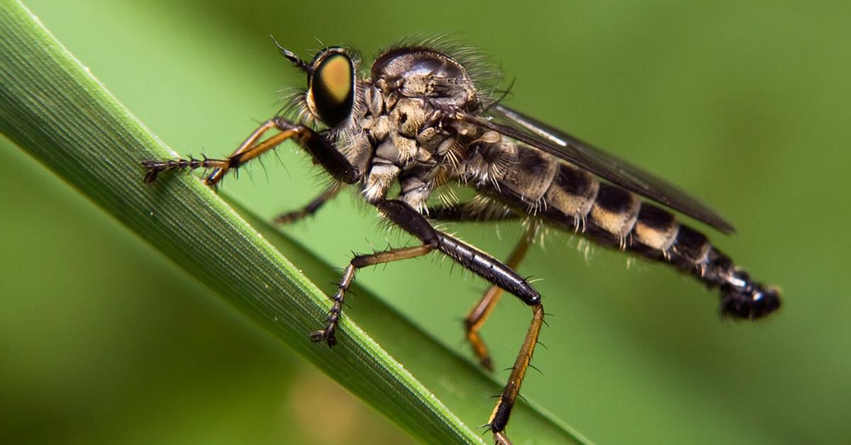 Close encounter with the Robber Flies, scientifically called Asilidae.