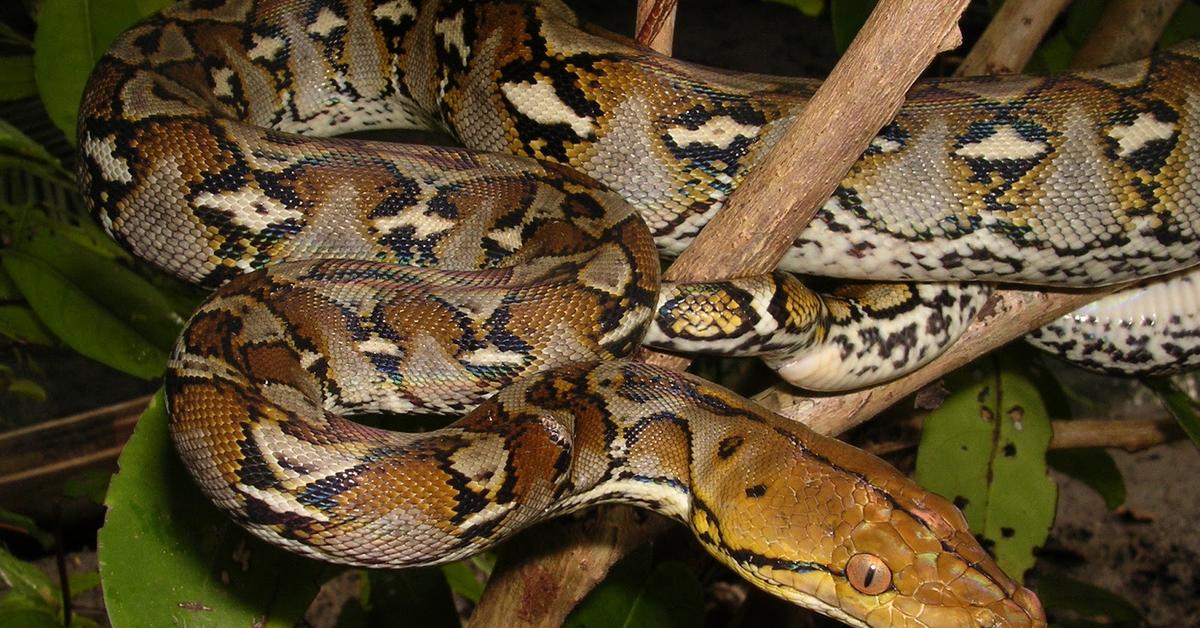 Stunning image of the Reticulated Python (Malayopython reticulatus), a wonder in the animal kingdom.