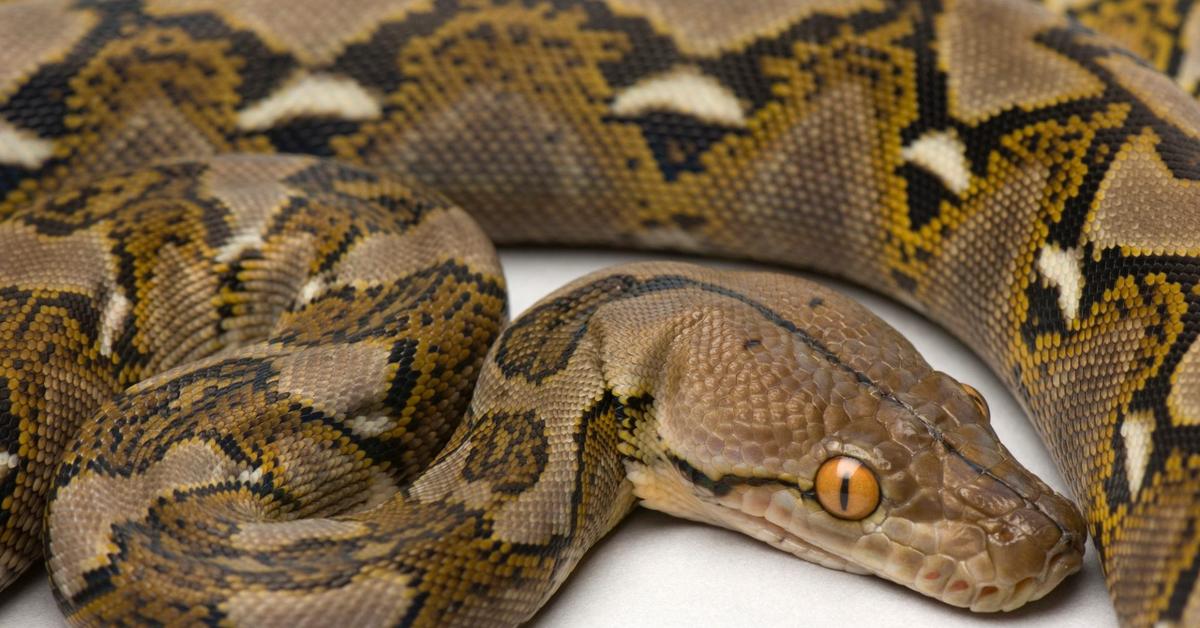 Vivid image of the Reticulated Python, or Piton Reticulata in Indonesian context.