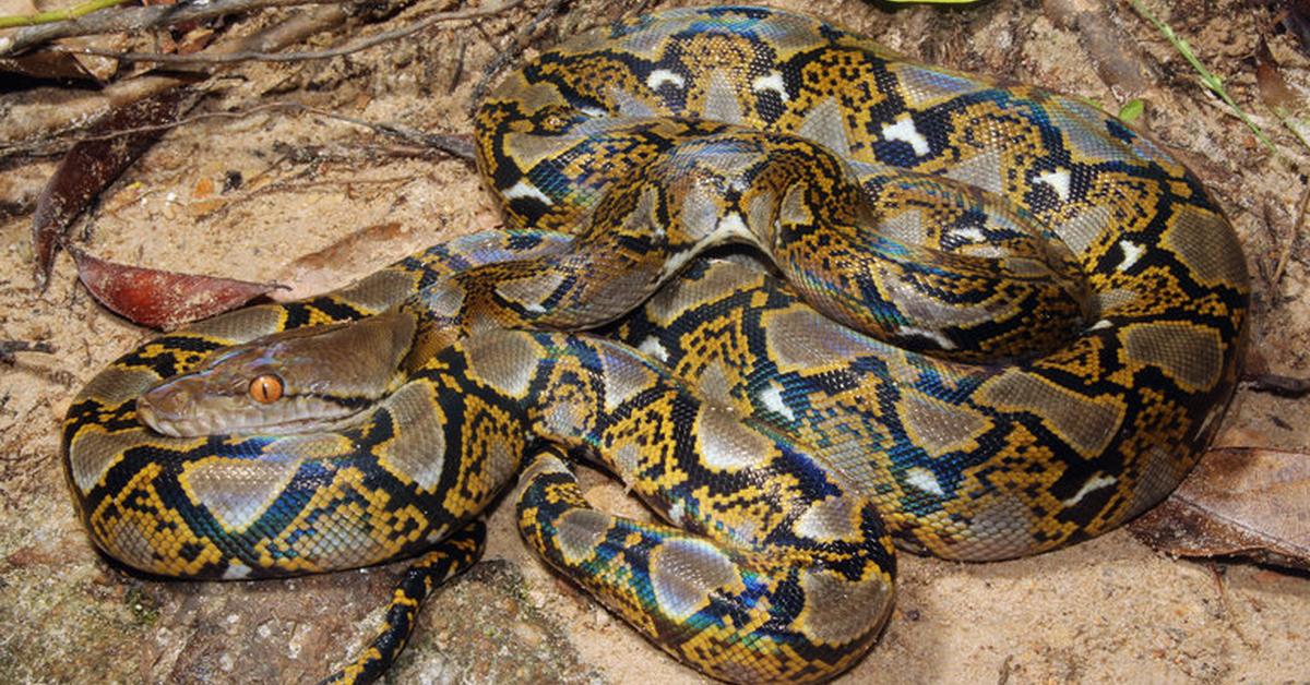 Detailed shot of the Reticulated Python, or Malayopython reticulatus, in its natural setting.