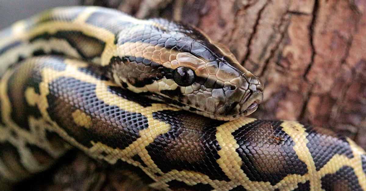 The Reticulated Python, a species known as Malayopython reticulatus, in its natural splendor.