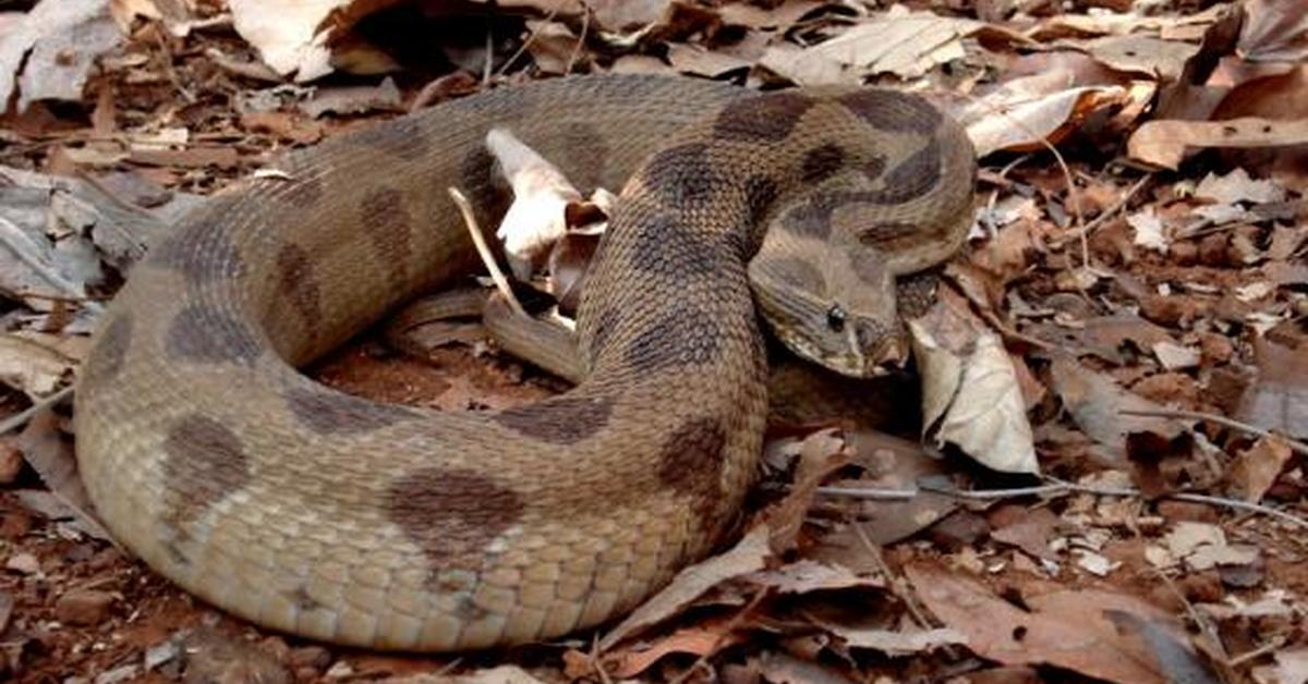 The elegant Russels Viper (Daboia russelii), a marvel of nature.